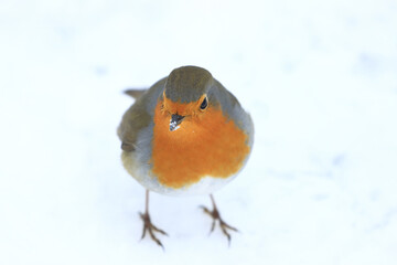 Robin in the snow on cold winter day