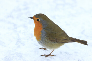 Robin in the snow on cold winter day