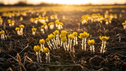 Field of small yellow flowers blooming.