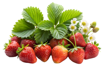 Fresh Strawberries with Green Leaves and White Flowers Arrangement