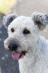 Portr&auml;t eines Pumi