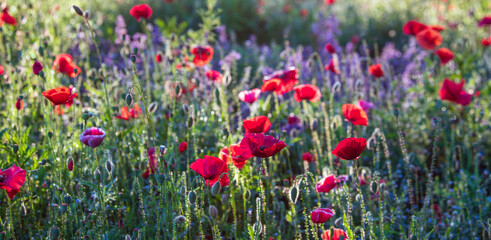 Red poppies mixed up with purple lavender in a garden, natural background