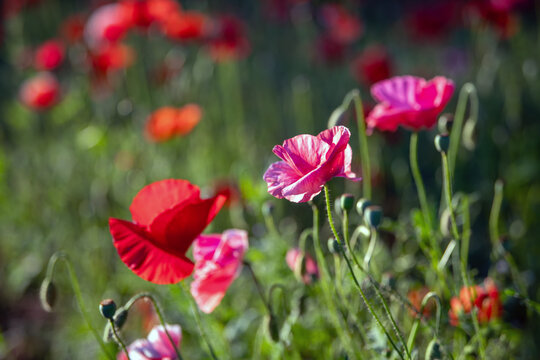 Close up of red and pink poppy flowers in a garden - natural background - Powered by Adobe