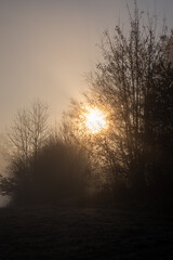 Fototapeta premium Sunrise on a foggy day over a forest in autumn vertical