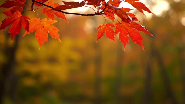 Vibrant Autumn Forest Floor: Scattered Maple Leaves in Warm Light, Crisp Air and Serene Nature