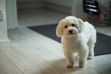 Wei&szlig;er Maltipoo in seinem Zuhause