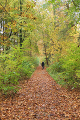 Spaziergang im Herbst durch den Wald