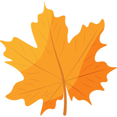 Obraz premium Autumn Maple Leaf