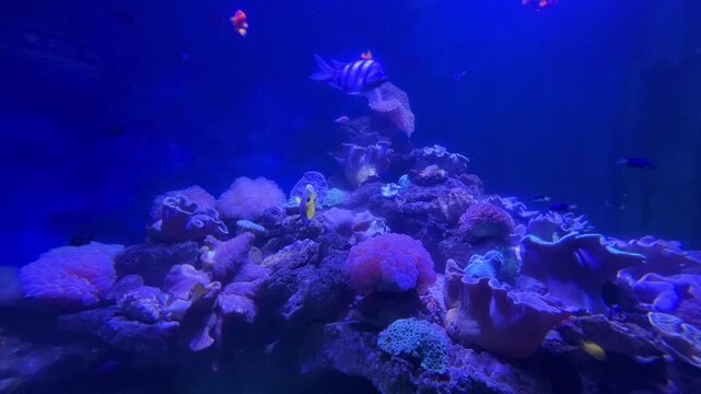 Nha Trang, Vietnam, September 11, 2025: Fish swimming in an aquarium. Marine life in the aquariums of the Oceanographic Museum. Butterfly fish, aur&eacute;lia, and other fish at the Oceanographic Institute. 