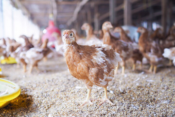 Close up of brown chicken in chicken farm © maybeiii