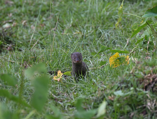 Obraz premium Gray mongoose