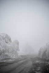 Obraz premium Frozen bent trees over a muddy dirt road in thick winter mist