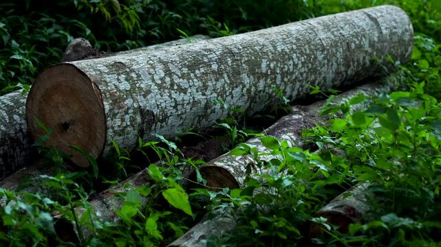 Close up of felled timber logs with rich textured bark lying on green vegetation in tropical rainforest. High contrast moody lighting in Southeast Asian jungle during late afternoon, which is getting 