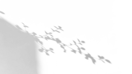 branch of a tree with leaves shadow,shadow overlay effect of natural tree leaves shadow and window shadow over on white wall,abstract summer sunlight shadow on transparent background,branch shadow