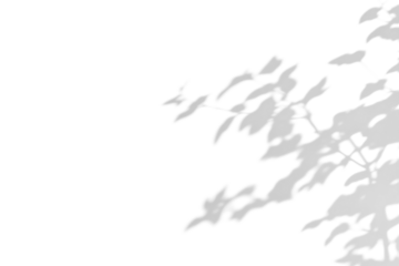 branch of a tree with leaves shadow,shadow overlay effect of natural tree leaves shadow and window shadow over on white wall,abstract summer sunlight shadow on transparent background,branch shadow