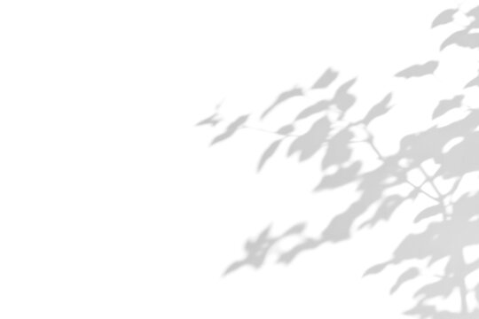 branch of a tree with leaves shadow,shadow overlay effect of natural tree leaves shadow and window shadow over on white wall,abstract summer sunlight shadow on transparent background,branch shadow