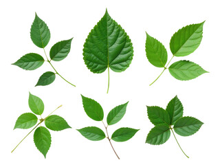 Naklejka premium A single group of green leaves photographed against a plain white background