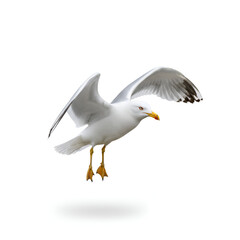 Obraz premium Seagull on white background.