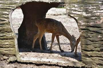 Cute Female Javan Rusa Deer in Enclosure