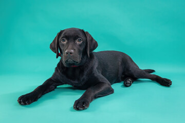 Adorable Chocolate Labrador Puppy Lying on Green Background, Cute Young Dog Portrait with Curious Expression, Studio Shot for Pet Care, Adoption, Veterinary, and Animal Love Concepts