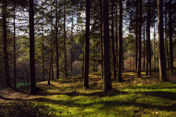 Obraz premium Rundweg Hunsrück Dom, Ravengiersburg, Dezember 2025