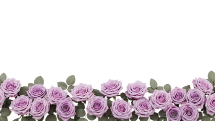 Purple roses border isolated on transparent background