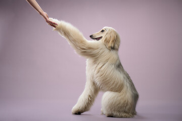 Afghan Hound touches a person hand while standing on two legs. The image captures an obedient trick...