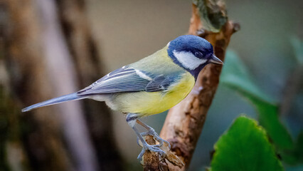 Great Tit perched at Hauxley Nature Reserve, Northumberland, England © Neil_Benison_Photos