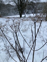 Landschaft Im Winter zwischen Wald und Wiese zeigt Verg&auml;nglichkeit der Natur