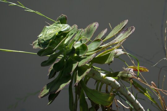 Verode. Planta t&iacute;pica canaria. Planta t&iacute;pica tejados antiguos, de hojas gruesas.
