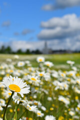 A field of blooming daisies, Sainte-Apolline, Qu&eacute;bec, Canada