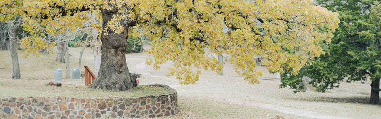 Panorama view autumn tree with textured bark and golden foliage, surrounded by fallen leaves and backed by utility units, evoking tranquil seasonal shift at Coppell, suburbs Dallas park, Texas