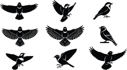 Obraz premium Flying bird silhouettes set with various wing positions, small songbirds in motion and perched poses, wildlife nature black vector illustration