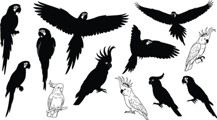 Obraz premium Parrot and cockatoo bird silhouettes set, flying and perched tropical birds, exotic wildlife collection, black and white vector illustration