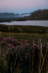 Panorama di brughiera naturale al tramonto