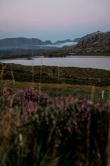 Panorama di brughiera naturale al tramonto
