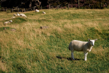 Panorama di brughiera naturale al tramonto