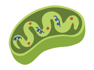 Fototapeta premium Hand Drawn Mitochondria Cell Anatomy 