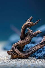 Fototapeta premium Twisted, weathered driftwood resting on gravel with a deep blue backdrop and a rock nearby. Concept Twisted Driftwood, Weathered Wood, Gravel Texture, Deep Blue Backdrop, Nearby Rock