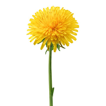 a large single beautiful long stemmed dandelion in full yellow bloom