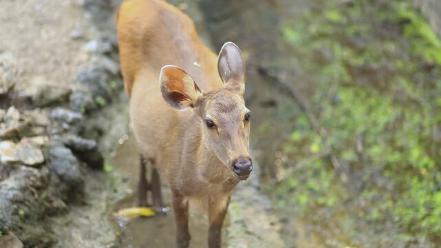 Mountain Goat antelope, Wild Serow Standing in Natural Forest Habitat, close-up. Rare mountain goat antelope species in Southeast Asia, wildlife conservation, nature, and biodiversity concept