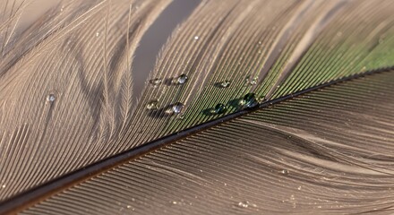 Delicate feather with glistening water droplets, showcasing intricate texture and natural beauty