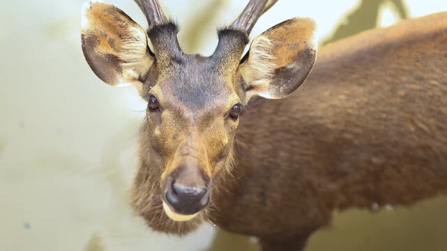 Mountain Goat antelope, Wild Serow Standing in Natural Forest Habitat, close-up. Rare mountain goat antelope species in Southeast Asia, wildlife conservation, nature, and biodiversity concept