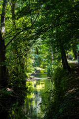 Fototapeta premium footpath in the forest