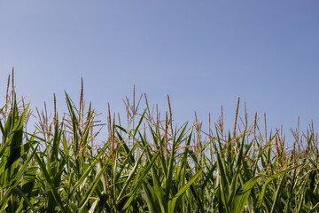 Obraz premium green grass and blue sky