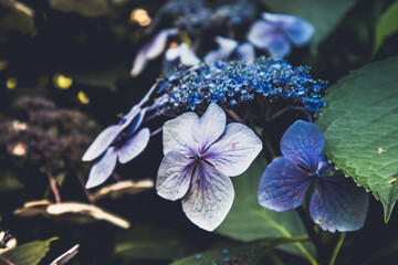  purple flowers in the garden