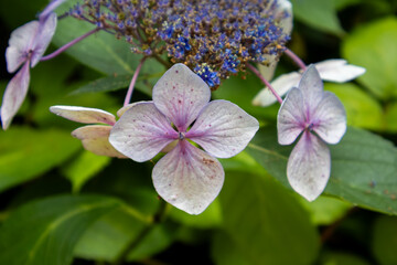 lilac flowers on a branch