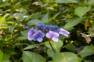 blue butterfly on a flower