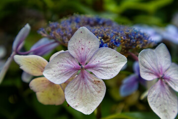 purple flowers in the garden