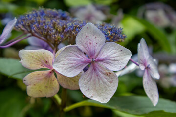 purple orchid in the garden